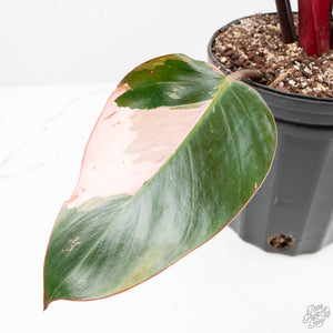 Philodendron 'Red Congo' Variegated Non-TC (wk21-UQ)