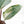 Philodendron 'Red Congo' Variegated Non-TC (wk21-UQ)