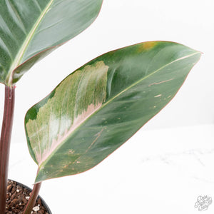 Philodendron 'Red Congo' Variegated Non-TC (wk21-UQ)