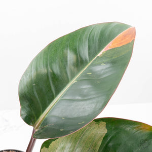 Philodendron 'Red Congo' Variegated Non-TC (wk21-UQ)