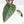 Philodendron 'Red Congo' Variegated Non-TC (wk21-UQ)