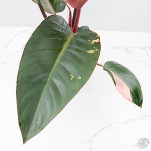 Philodendron 'Red Congo' Variegated Non-TC (wk21-UQ)