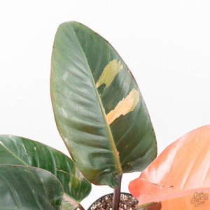 Philodendron 'Red Congo' Variegated Non-TC (wk21-UQ)