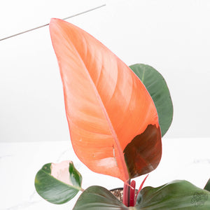 Philodendron 'Red Congo' Variegated Non-TC (wk21-UQ)