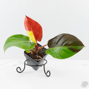 Philodendron 'Yellow Flame' (wk38-L273)