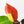 Philodendron 'Yellow Flame' (wk38-L273)