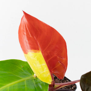 Philodendron 'Yellow Flame' (wk38-L273)