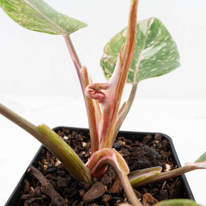 Philodendron 'Scarlet Princess' ('Red Anderson' Mutation) Variegated (wk33-L15)