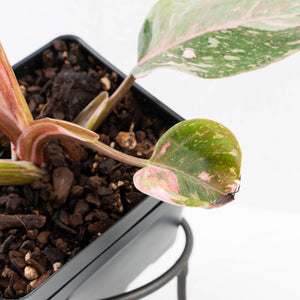 Philodendron 'Scarlet Princess' ('Red Anderson' Mutation) Variegated (wk33-L15)