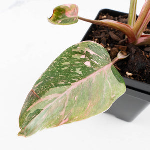 Philodendron 'Scarlet Princess' ('Red Anderson' Mutation) Variegated (wk33-L15)