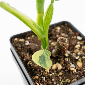 Philodendron 'Silver Sword' Variegated (wk19-D)