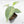 Philodendron 'Silver Sword' Variegated (wk19-D)