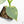Philodendron 'Silver Sword' Variegated (wk19-D)