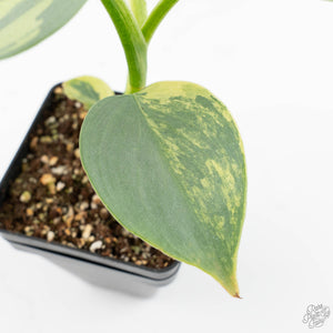Philodendron 'Silver Sword' Variegated (wk19-D)