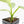 Philodendron 'Silver Sword' Variegated (wk19-D)