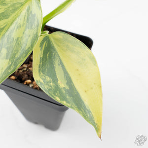 Philodendron 'Silver Sword' Variegated (wk21-B)