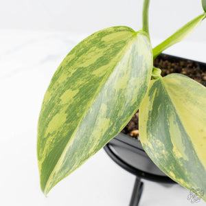 Philodendron 'Silver Sword' Variegated (wk21-B)