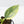 Philodendron 'Silver Sword' Variegated (wk21-B)