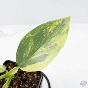 Philodendron 'Silver Sword' Variegated (wk21-B)