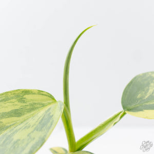 Philodendron 'Silver Sword' Variegated (wk21-B)
