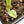 Philodendron 'Silver Sword' Variegated (wk21-B)