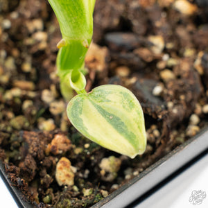 Philodendron 'Silver Sword' Variegated (wk21-B)