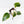 Philodendron Erubescens 'Skittles' ('White Knight Quadricolor') (wk25-UD)