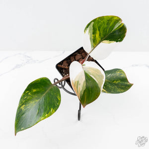 Philodendron Erubescens 'Skittles' ('White Knight Quadricolor') (wk25-UD)