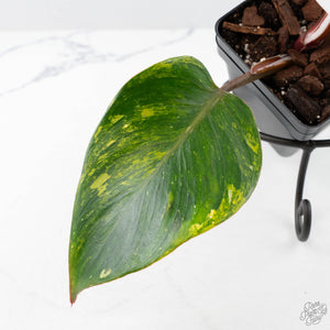 Philodendron Erubescens 'Skittles' ('White Knight Quadricolor') (wk25-UD)
