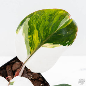 Philodendron Erubescens 'Skittles' ('White Knight Quadricolor') (wk25-UD)