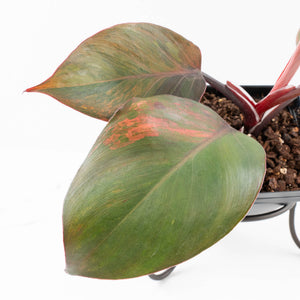 Philodendron Erubescens 'Skittles' ('White Knight Quadricolor') (wk33-U20)