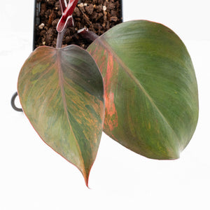 Philodendron Erubescens 'Skittles' ('White Knight Quadricolor') (wk33-U20)