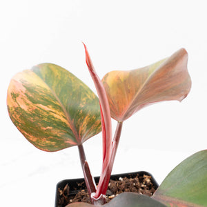 Philodendron Erubescens 'Skittles' ('White Knight Quadricolor') (wk33-U20)