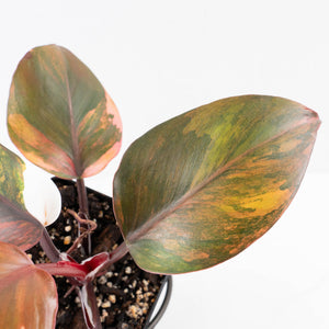 Philodendron Erubescens 'Skittles' ('White Knight Quadricolor') (wk30-UF)