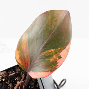 Philodendron Erubescens 'Skittles' ('White Knight Quadricolor') (wk30-UF)