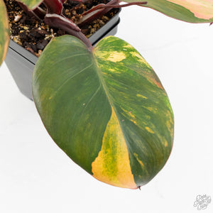 Philodendron Erubescens 'Skittles' ('White Knight Quadricolor') (wk18-UY)