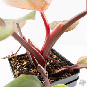 Philodendron Erubescens 'Skittles' ('White Knight Quadricolor') (wk18-UY)