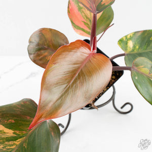 Philodendron Erubescens 'Skittles' ('White Knight Quadricolor') (wk18-UY)