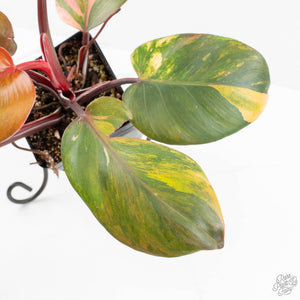 Philodendron Erubescens 'Skittles' ('White Knight Quadricolor') (wk18-UY)