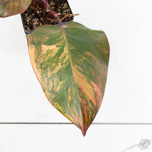 Philodendron Erubescens 'Skittles' ('White Knight Quadricolor') (wk18-UY)