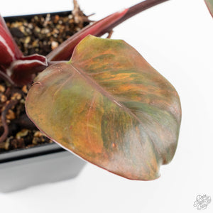 Philodendron Erubescens 'Skittles' ('White Knight Quadricolor') (wk18-UY)