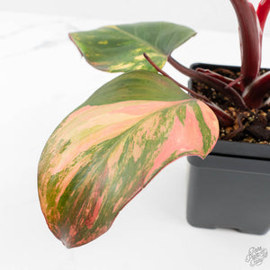 Philodendron Erubescens 'Skittles' ('White Knight Quadricolor') (wk18-UY)