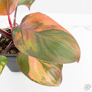 Philodendron Erubescens 'Skittles' ('White Knight Quadricolor') (wk18-UY)