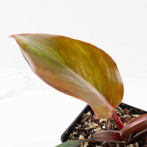 Philodendron Erubescens 'Skittles' ('White Knight Quadricolor') (wk20-UF)