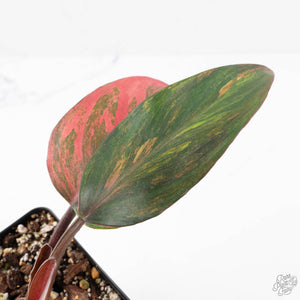 Philodendron Erubescens 'Skittles' ('White Knight Quadricolor') (wk20-UF)