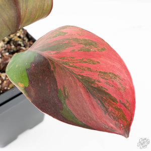Philodendron Erubescens 'Skittles' ('White Knight Quadricolor') (wk20-UF)