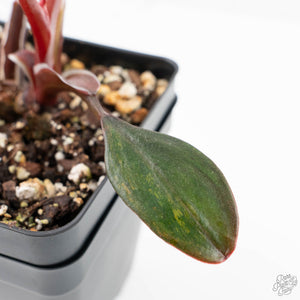 Philodendron Erubescens 'Skittles' ('White Knight Quadricolor') (wk20-UF)