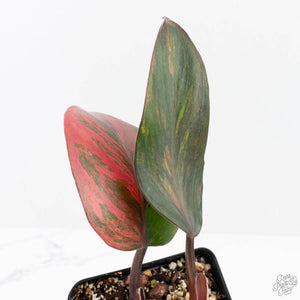 Philodendron Erubescens 'Skittles' ('White Knight Quadricolor') (wk20-UF)