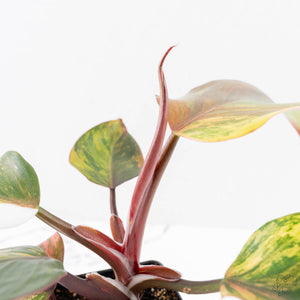 Philodendron Erubescens 'Skittles' ('White Knight Quadricolor') (wk26-UF)