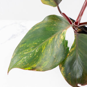 Philodendron Erubescens 'Skittles' ('White Knight Quadricolor') (wk26-UF)